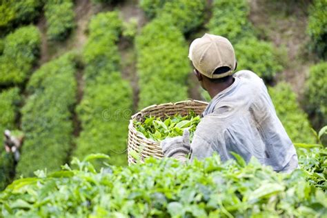 Worker Harvesting Tea Leaves Editorial Photography - Image of drinks, basket: 4926907