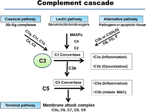 1 The complement cascade. The three pathways of complement activation... | Download Scientific ...