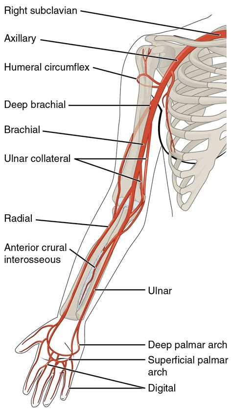 Upper Extremity Artery Anatomy - ANATOMY