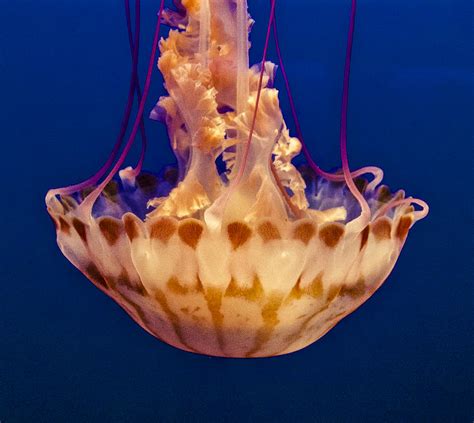 Sea Nettle Jellyfish Photograph by Venetia Featherstone-Witty