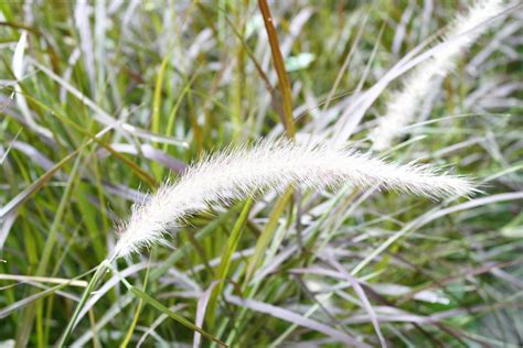 Flowering Meadow Plant 1901874 Stock Photo at Vecteezy