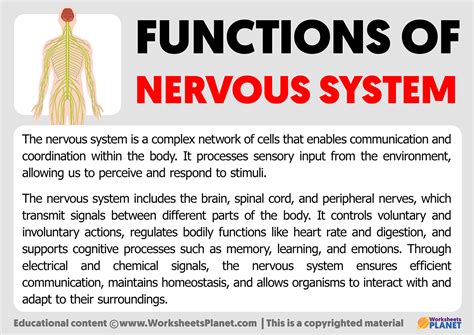 Functions of the Nervous System