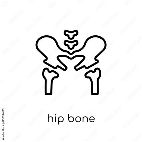 Hip Bone icon. Trendy modern flat linear vector Hip Bone icon on white ...