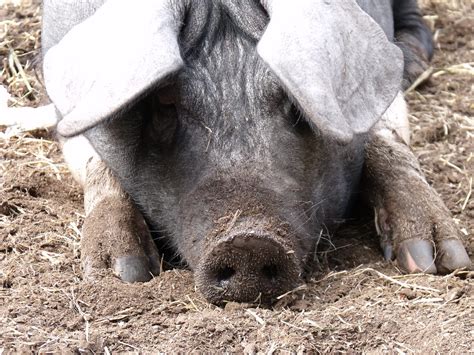 pig in stye | Taken at Beamish Museum in the North East of E… | Flickr