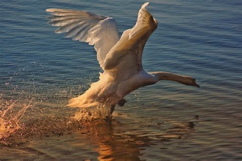 Premium Photo | Swan flying over lake during sunset