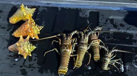 Weekend violations of fishing, lobster laws in Florida Keys | Miami Herald