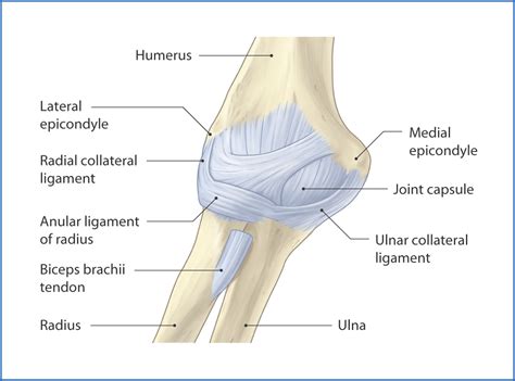 Cubital Fossa and Elbow Joint | Basicmedical Key