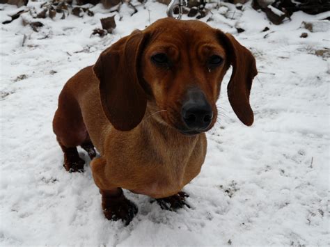 File:Dachshund Julča.jpg - Wikimedia Commons