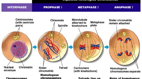 Contoh Proses Pembelahan Mitosis Terjadi Pada - IMAGESEE