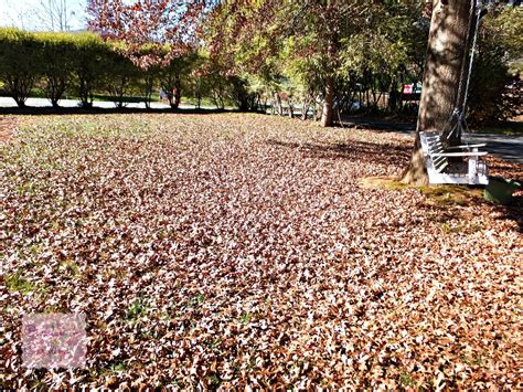 Carolyn in Carolina: Fall Leaves