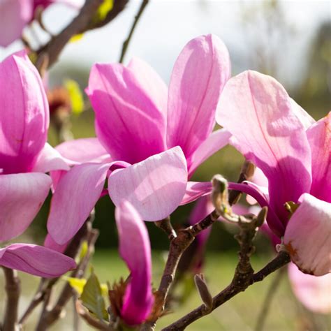 Magnolia acuminata 'Apollo' | Frank P Matthews