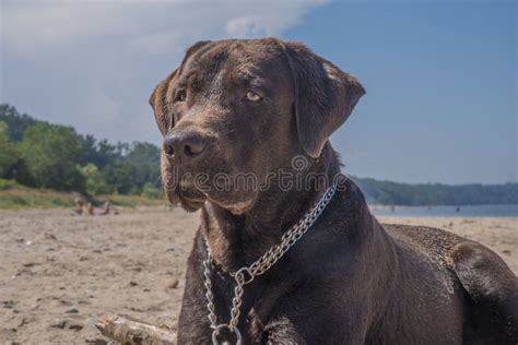 Labrador looks at the sea stock photo. Image of looking - 123157658