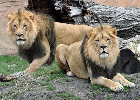 Brookfield Zoo welcomes two African lions - Riverside Brookfield Landmark