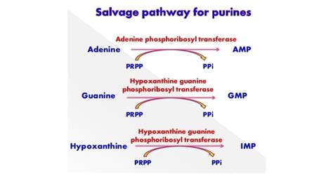 Purine Salvage Pathway - www.medicoapps.org