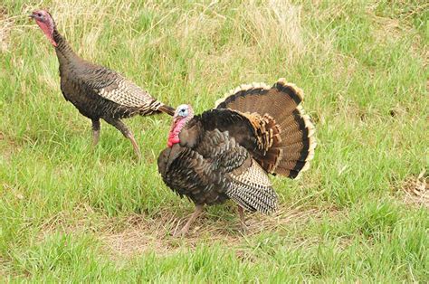 Wild Turkey - Meleagris gallopavo | Wildlife Journal Junior