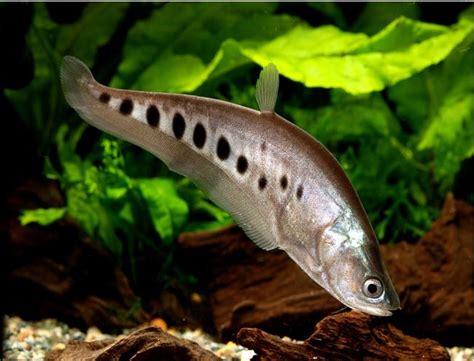 Clown Knifefish or Spotted Knifefish | Arizona Aquatic Gardens