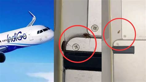 WATCH | Passenger spots cockroaches in food area of IndiGo flight, airline responds – India TV