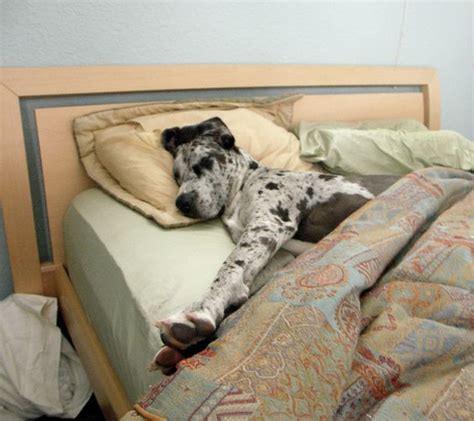 12 Hilarious Photos That Prove Great Danes Can Sleep Absolutely Anywhere