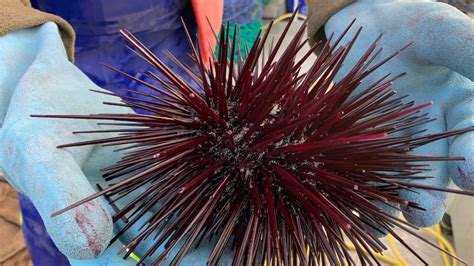 '50pc of our reefs along gone': Calls for sea urchin harvesting to save ...