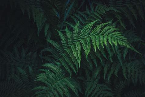 green leafed plant #fern #leaves #green #plant #carved #5K #wallpaper # ...