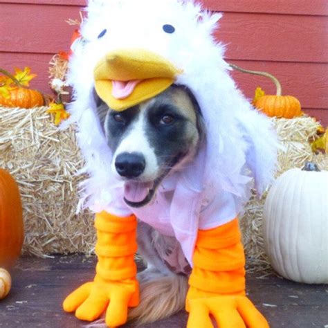 Crazy Chicken Costume for Dog Large-XXLarge by Cozy Pawz | Etsy