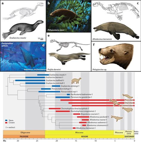 Species New to Science: [PaleoMammalogy • 2018] The Origin and ...