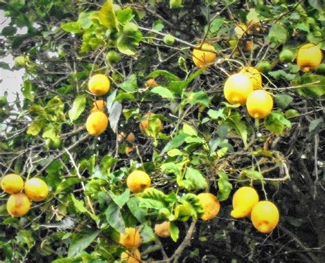 The aromatic lemons of Sorrento |Best of Sorrento