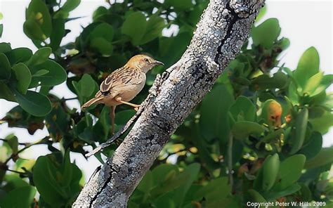 Cisticola Rattling (Cisticola chiniana) - Northern Province Zambia ...