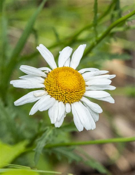 Foraging and Cooking Oxeye Daisy (Leucanthemum vulgare)