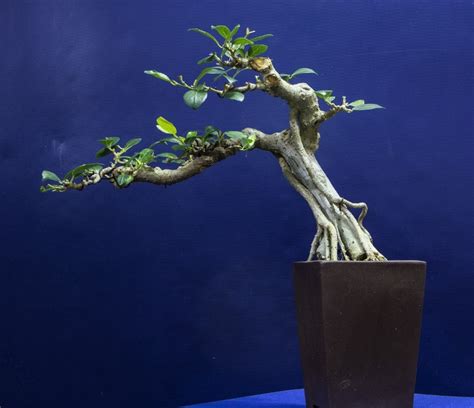 Styling a Ficus - Bonsai Empire