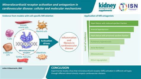 Mineralocorticoid receptor activation and antagonism in cardiovascular disease: cellular and ...