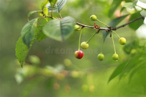 Unripe Green Berries of a Cherry Tree, a Drop of Dew Stock Image ...