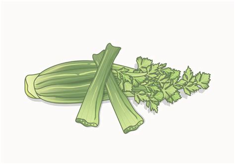 Celery Vector 139764 Vector Art at Vecteezy