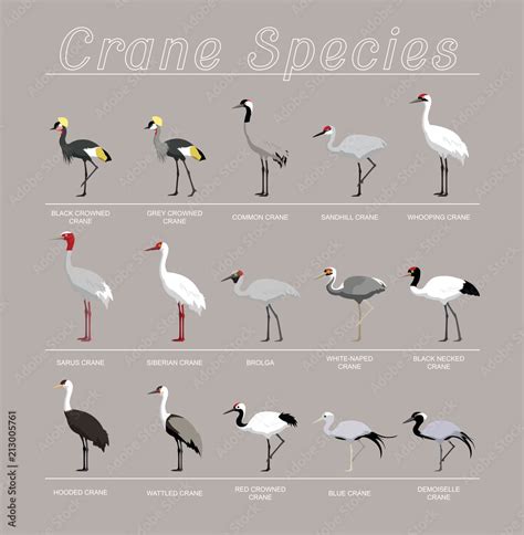 Bird Crane Species Set Cartoon Vector Illustration Stock Vector | Adobe ...