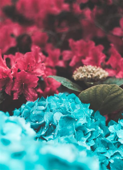 Red and teal flowers and green leaf, HD phone wallpaper | Peakpx