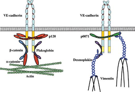 Figure 3 from VE-cadherin: adhesion at arm's length. | Semantic Scholar