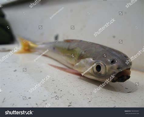 17 Candiru Images, Stock Photos & Vectors | Shutterstock