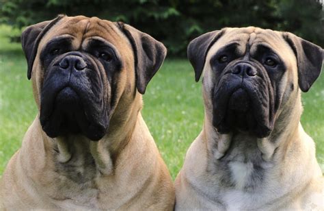 About the Breed - The American Bullmastiff Association