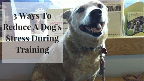 3 Ways To Reduce Stress in Dog Training