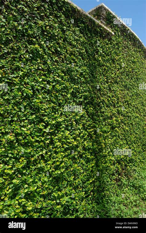 green creeper plant on a wall Stock Photo - Alamy