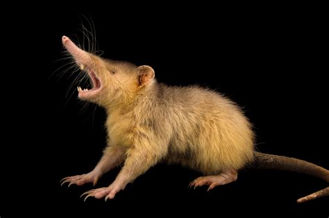 Absurd Creature of the Week: The Mystery of Solenodon, the Mammal That Bites Like a Snake | WIRED