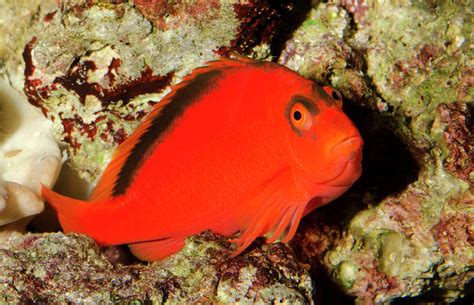 Scarlet Hawkfish Or Flame Hawkfish Photograph by Nigel Downer - Fine ...