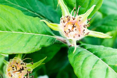 White medlar flower stock image. Image of flora, beautiful - 93165581