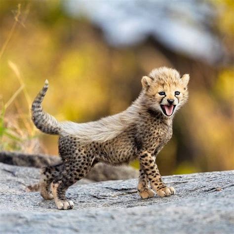 Time To Take In Your Weekly Dose Of Cute! (#54) | Cheetah cubs, Baby cheetahs, African animals