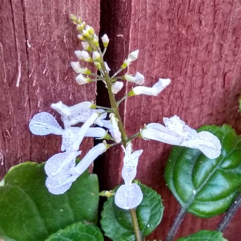 Plectranthus verticillatus, Swedish Ivy in GardenTags plant encyclopedia