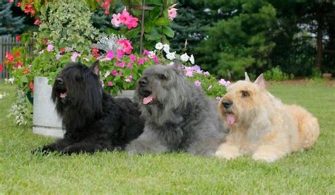 3 colors of Bouvier | Pure breed dogs, Purebred dogs, Beautiful dogs