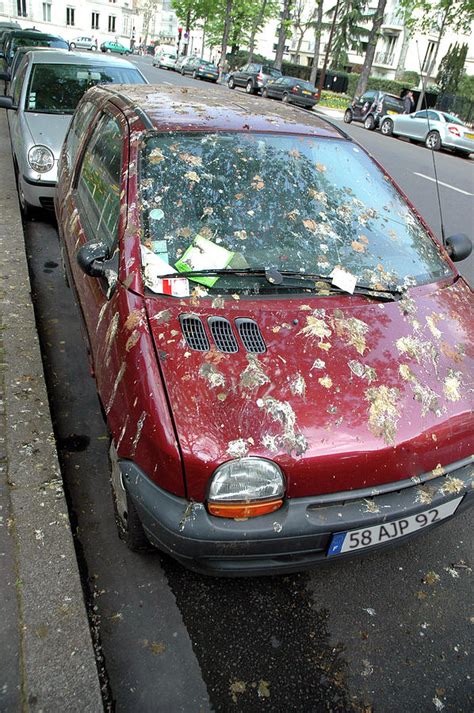 Car Covered In Bird Droppings Photograph by Aj Photo/science Photo Library - Fine Art America