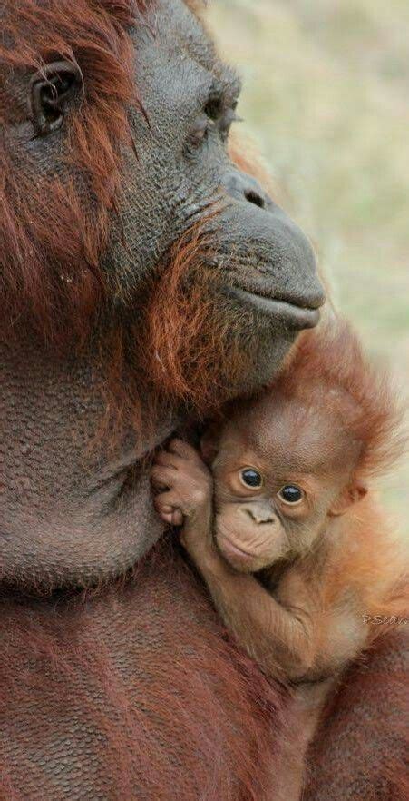 Pin by Merrick Moses on Primates & Great Apes | Baby orangutan, Orangutan, Baby animals