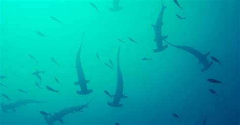 The Migration of Hammerhead Sharks Could Endanger the Species