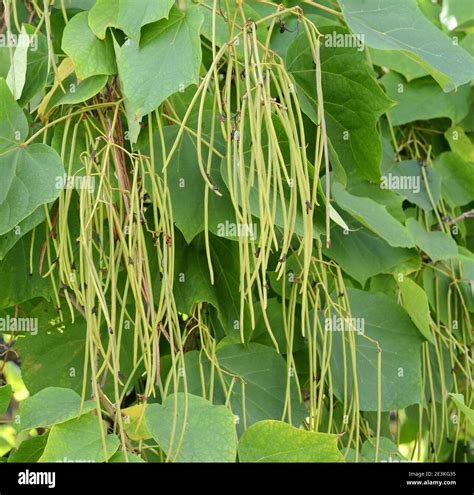 Catalpa Tree Seeds For Planting 50 Seeds To Grow Stunning Flowers ...